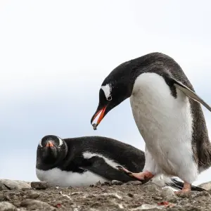 Explore Wild Isles of the South Atlantic for 16 days with Albatros Expeditions and discover unforgettable experiences - Photo 5