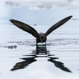 Explore Wild Isles of the South Atlantic for 16 days with Albatros Expeditions and discover unforgettable experiences - Photo 6