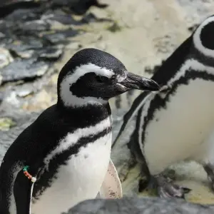 Explore South Shetland Islands and Antarctic Peninsula - Ocean Victory & Ocean Albatros vessels for 10 days with Albatros Expeditions and discover unforgettable experiences - Photo 4