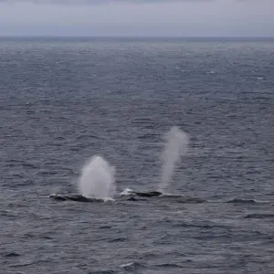 Explore Quest for the Circle for 12 days with Albatros Expeditions and discover unforgettable experiences - Photo 7