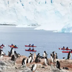 Explore Highlights of the Southern Spring 9D/8N for 9 days with Albatros Expeditions and discover unforgettable experiences - Photo 8