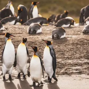 Explore Epic Falkland Islands, South Georgia & Antarctica for 19 days with Albatros Expeditions and discover unforgettable experiences - Photo 9
