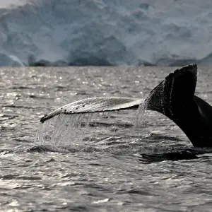 Explore Wild Isles of the South Atlantic for 16 days with Albatros Expeditions and discover unforgettable experiences - Photo 9