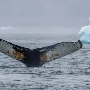 Explore Greenland Aurora Explorer 2025 - From Greenland to Iceland (Including one-way flight from Copenhagen - Kangerlussuaq) for 12 days with Albatros Expeditions and discover unforgettable experiences - Photo 7