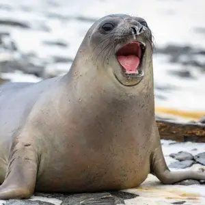 Explore Quest for the Circle for 12 days with Albatros Expeditions and discover unforgettable experiences - Photo 9