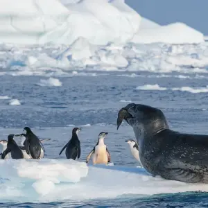 Explore Highlights of the Southern Spring 9D/8N for 9 days with Albatros Expeditions and discover unforgettable experiences - Photo 11