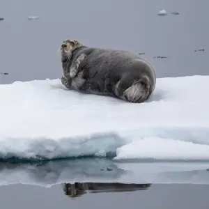 Explore Svalbard Circumnavigation for 10 days with Albatros Expeditions and discover unforgettable experiences - Photo 5