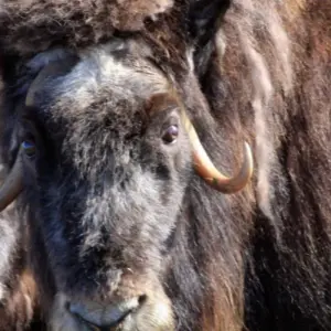 Explore Greenland Explorer 2025 - From Iceland to Greenland (Includes one-way flight from Kangerlussuaq to Copenhagen) for 12 days with Albatros Expeditions and discover unforgettable experiences - Photo 7