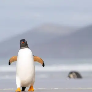 Explore Quest for the Circle for 12 days with Albatros Expeditions and discover unforgettable experiences - Photo 11