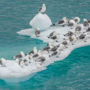 Explore Greenland Explorer 2025 - From Iceland to Greenland (Includes one-way flight from Kangerlussuaq to Copenhagen) for 12 days with Albatros Expeditions and discover unforgettable experiences - Photo 8