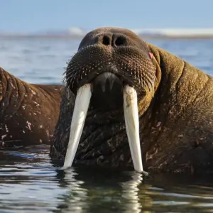 Explore Svalbard - Last Stop before the North Pole for 8 days with Albatros Expeditions and discover unforgettable experiences - Photo 10