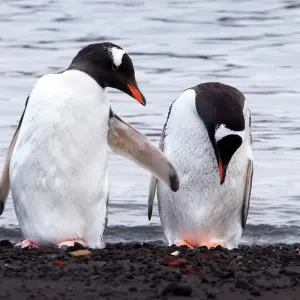 Explore South Shetland Islands and Antarctic Peninsula - Ocean Victory & Ocean Albatros vessels for 10 days with Albatros Expeditions and discover unforgettable experiences - Photo 11