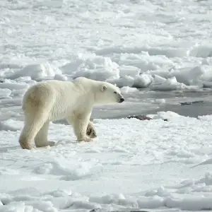 Explore Svalbard Circumnavigation for 10 days with Albatros Expeditions and discover unforgettable experiences - Photo 8