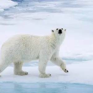 Explore Svalbard - Last Stop before the North Pole for 8 days with Albatros Expeditions and discover unforgettable experiences - Photo 11