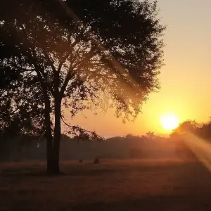 Explore Sanchi Bhimbetka Satpura Safari Tour for 6 days with Alkof Holidays and discover unforgettable experiences - Photo 4