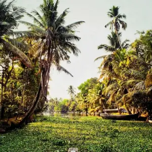 Explore Alleppey Backwaters Tour with Athirapally Waterfalls for 3 days with Alkof Holidays and discover unforgettable experiences - Photo 4
