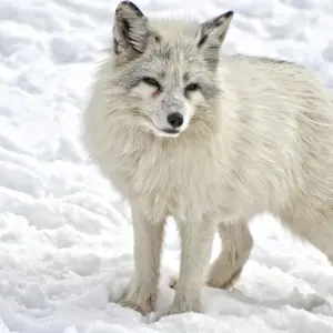 Explore Svalbard Circumnavigation for 10 days with Albatros Expeditions and discover unforgettable experiences - Photo 10