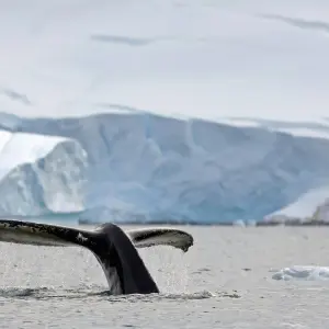 Explore The Ultimate Antarctica Experience- Quest for the Circle, 12 Days for 12 days with Albatros Expeditions and discover unforgettable experiences - Photo 8