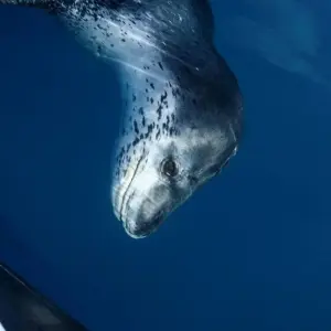 Explore The Ultimate Antarctica Experience- Quest for the Circle, 12 Days for 12 days with Albatros Expeditions and discover unforgettable experiences - Photo 9