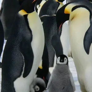 Explore The Ultimate Antarctica Experience- Quest for the Circle, 12 Days for 12 days with Albatros Expeditions and discover unforgettable experiences - Photo 10
