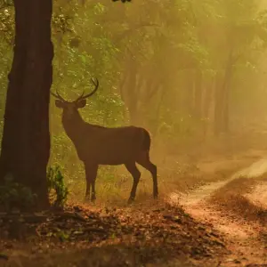 Explore Indian Wildlife Experience with Architecture for 18 days with Alkof Holidays and discover unforgettable experiences - Photo 7