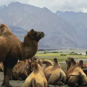 Explore Escorted Ladakh Winter Tour Package for 8 days with Alkof Holidays and discover unforgettable experiences - Photo 5