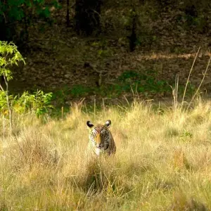 Explore Indian Wildlife Experience with Architecture for 18 days with Alkof Holidays and discover unforgettable experiences - Photo 8