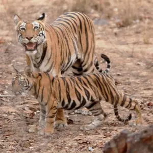 Explore Indian Wildlife Experience with Architecture for 18 days with Alkof Holidays and discover unforgettable experiences - Photo 10