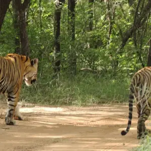 Explore Luxury Rajasthan Cultural Tour with Ranthambore Tiger Trail for 19 days with Alkof Holidays and discover unforgettable experiences - Photo 10