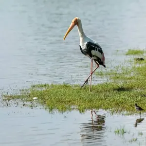 Explore Sri Lanka Wildlife Photography Tour for 9 days with Alkof Holidays and discover unforgettable experiences - Photo 4