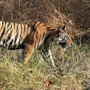 Explore Khajuraho Tour with Panna Tiger Safari and Raneh Falls for 3 days with Alkof Holidays and discover unforgettable experiences - Photo 2