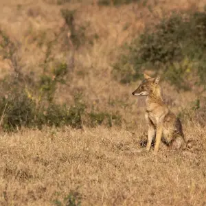 Explore Khajuraho Tour with Panna Tiger Safari and Raneh Falls for 3 days with Alkof Holidays and discover unforgettable experiences - Photo 3