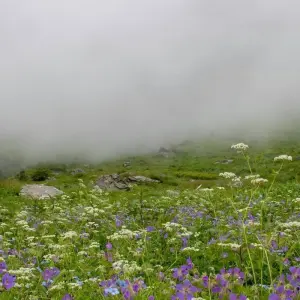 Explore Hemkund Sahib Trek with the Valley of Flowers for 11 days with Alkof Holidays and discover unforgettable experiences - Photo 5