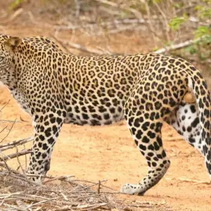 Explore Sri Lanka Wildlife Photography Tour for 9 days with Alkof Holidays and discover unforgettable experiences - Photo 6