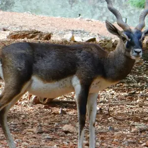 Explore Golden Triangle Tour with Ranthambore for 9 days with Alkof Holidays and discover unforgettable experiences - Photo 7