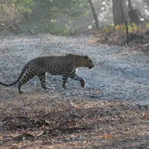 Explore Golden Triangle Tour with Ranthambore for 9 days with Alkof Holidays and discover unforgettable experiences - Photo 8