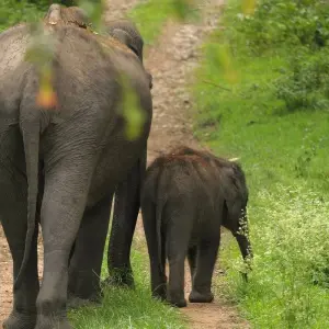 Explore Pride of South India for 18 days with Alkof Holidays and discover unforgettable experiences - Photo 6