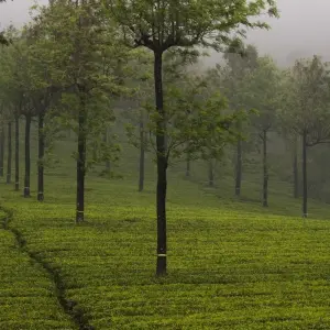 Explore Pride of South India for 18 days with Alkof Holidays and discover unforgettable experiences - Photo 7