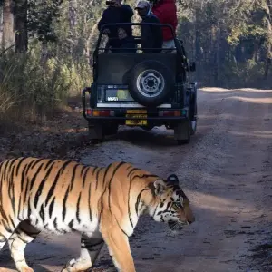 Explore India Tiger Tour with Golden Triangle for 12 days with Alkof Holidays and discover unforgettable experiences - Photo 10