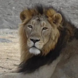 Explore Golden Triangle Tour With Asiatic Lions and Bengal Tiger Safari for 13 days with Alkof Holidays and discover unforgettable experiences - Photo 8