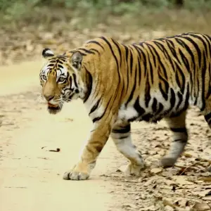 Explore Golden Triangle Tour With Asiatic Lions and Bengal Tiger Safari for 13 days with Alkof Holidays and discover unforgettable experiences - Photo 10