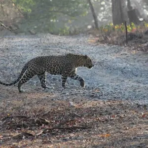 Explore Golden Triangle Tour with Tiger Safari for 14 days with Alkof Holidays and discover unforgettable experiences - Photo 8