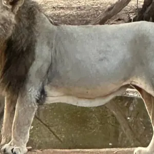 Explore Golden Triangle Tour With Asiatic Lions and Bengal Tiger Safari for 13 days with Alkof Holidays and discover unforgettable experiences - Photo 11
