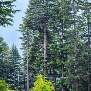 Explore Shimla Manali Chandigarh Tour for 9 days with Alkof Holidays and discover unforgettable experiences - Photo 10