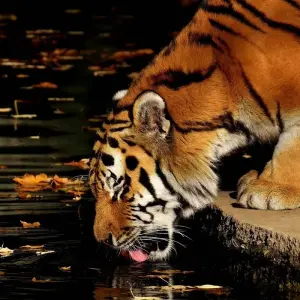 Explore India Taj Mahal and Wildlife Tour With Goa for 11 days with Alkof Holidays and discover unforgettable experiences - Photo 8