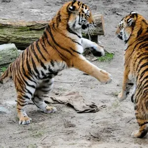 Explore India Taj Mahal and Wildlife Tour With Goa for 11 days with Alkof Holidays and discover unforgettable experiences - Photo 9