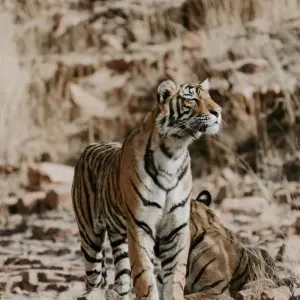 Explore Taj Tigers and The Pink City Tour of India for 8 days with Alkof Holidays and discover unforgettable experiences - Photo 4
