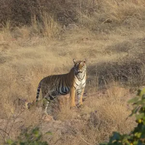 Explore Rajasthan Wildlife Tour for 10 days with Alkof Holidays and discover unforgettable experiences - Photo 5