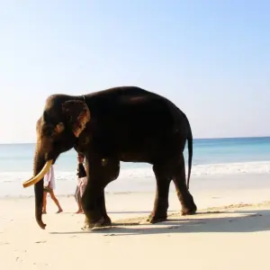 Explore Andaman Tour With Neil Islands for 7 days with Alkof Holidays and discover unforgettable experiences - Photo 3