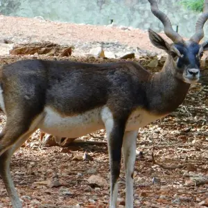 Explore Rajasthan Wildlife Tour for 10 days with Alkof Holidays and discover unforgettable experiences - Photo 6